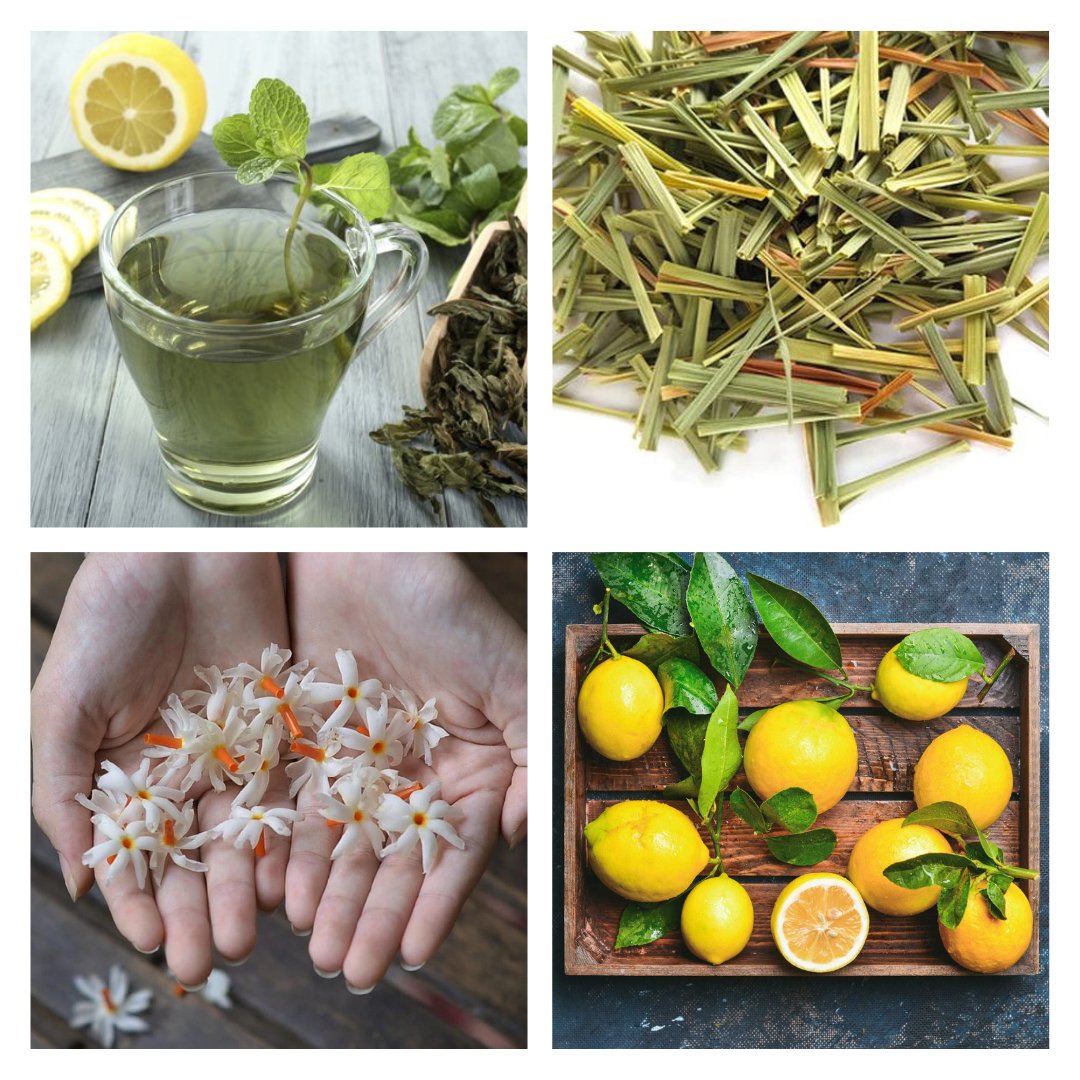 Green Tea Lemongrass | The Farmhouse Collection - ScentWick Candles
