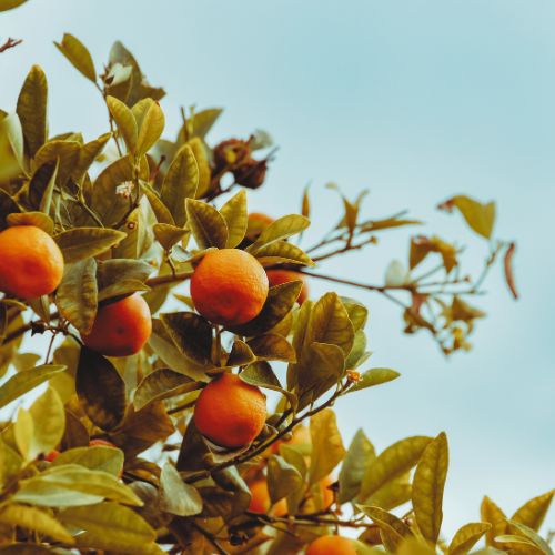 Citrus / Fruity - SCENTWICK CANDLES