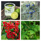 Dry Gin and Cypress Wax Melt - ScentWick Candles