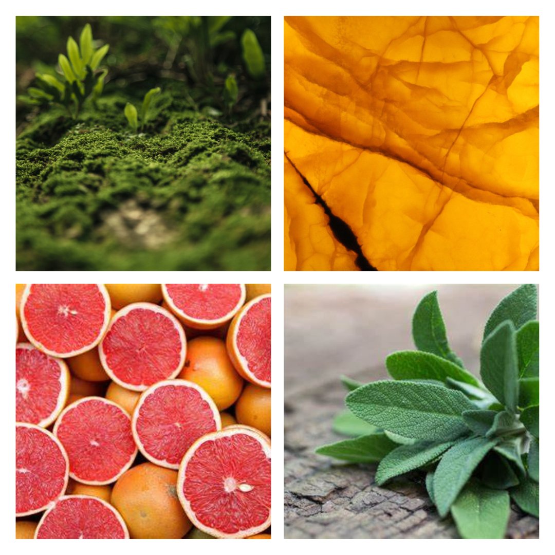 Oakmoss and Amber Wax Melt - ScentWick Candles